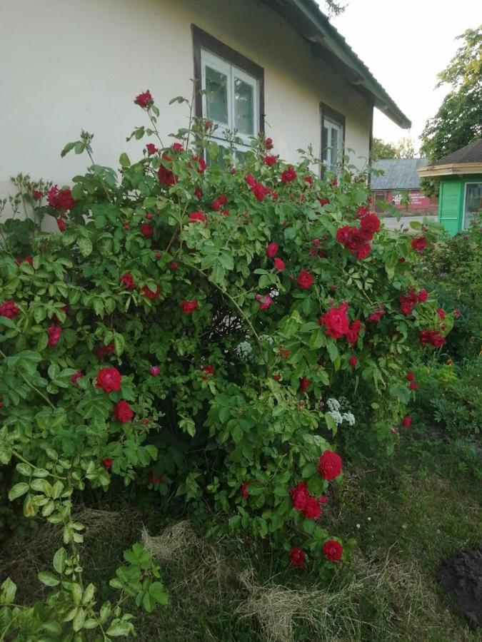KICA KROGA apartaments Ainazi Bagian luar foto